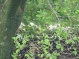 Nest of Northern Goshawk.  Movements of nestlings.