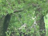 Nest of Northern Goshawk.  Movements of nestlings.