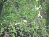 Nest of Northern Goshawk.  Movements of nestlings.