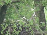 Nest of Northern Goshawk.  Movements of nestlings.