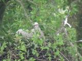 Nest of Northern Goshawk.  Movements of nestlings.