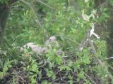 Nest of Northern Goshawk.  Movements of nestlings.