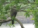 Adult Northern Goshawk perched near the nest