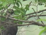 Adult Northern Goshawk perched near the nest