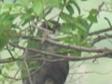 Adult Northern Goshawk perched near the nest