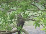 Adult Northern Goshawk perched near the nest