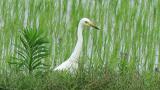 Foraging Intermediate Egret