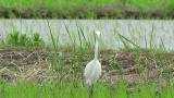 Intermediate Egret, walking and preening
