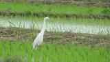 Intermediate Egret