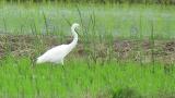 Foraging Intermediate Egret