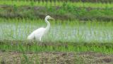 Intermediate Egret, defecation