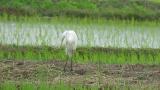 Intermediate Egret, preening