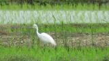 Intermediate Egret, walking