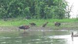Eastern Spot-billed Ducks, preening