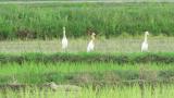 Eastern Cattle Egrets