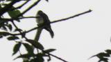 Blue-and-white Flycatcher, probable reaction to passing female