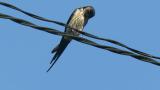 Red-rumped Swallow, preening