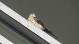 Perched Red-rumped Swallow