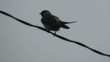 Red-rumped Swallow, preening