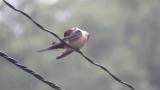 Red-rumped Swallow, preening in rain