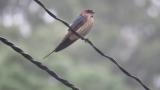 Red-rumped Swallow started preening in rain