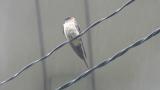 Red-rumped Swallow in rain