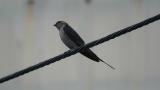 Red-rumped Swallow calling
