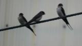 Red-rumped Swallows, bringing food
