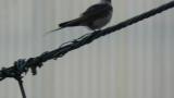 Perched Red-rumped Swallow