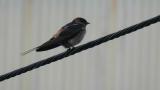 Perched Red-rumped Swallow