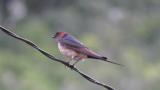 Red-rumped Swallow, preening