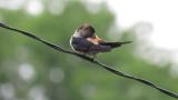 Red-rumped Swallow, preening