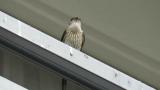 Red-rumped Swallow calling