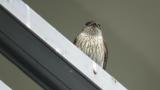 Red-rumped Swallow calling