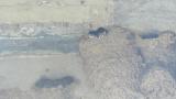 Nestlings of Asian House Martin