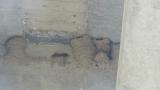 Asian House Martins at nest.  Parents visited the nest but not for feeding.