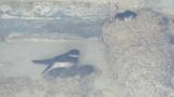 Asian House Martins at or near nest