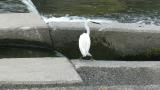 Three species of herons watched for prey in turn