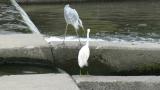 Successful hunting by Little Egret