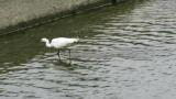 Little Egret foraging by walking