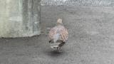 Oriental Turtle Dove, walking and foraging