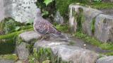 Oriental Turtle Dove, walking and foraging