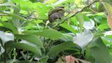 Warbling White-eyes, courtship(?) feeding