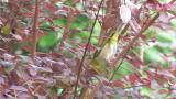 Foraging Warbling White-eye