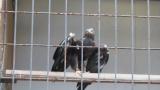 Steppe Eagle reacting to White-tailed Eagles