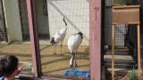Red-crowned Cranes, eating