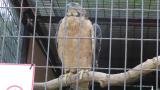 Crested Honey Buzzard in Himeji City Zoo, close up of the eye and dense feathers