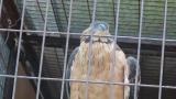 Crested Honey Buzzard in Himeji City Zoo, movement of the nictitating membrane and preening