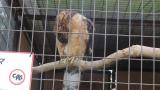 Crested Honey Buzzard in Himeji City Zoo, preening and scratching