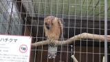 Crested Honey Buzzard in Himeji City Zoo, preening and scratching